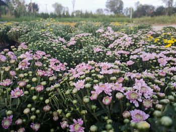 Pink flowering plants on field