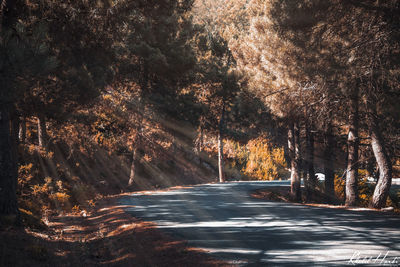 Road amidst trees in forest