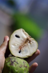 Close-up of hand holding apple