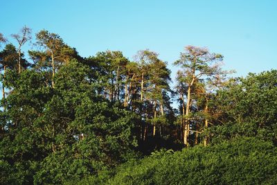 Trees growing in forest against sky