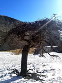 Snow covered trees against clear sky