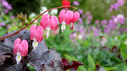 Close-up of pink flowers growing on tree