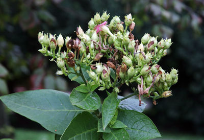 Close-up of flowering plant