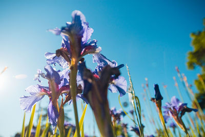 Low angle view of purple flowering plant against clear sky