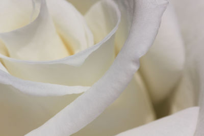 Close-up of white rose