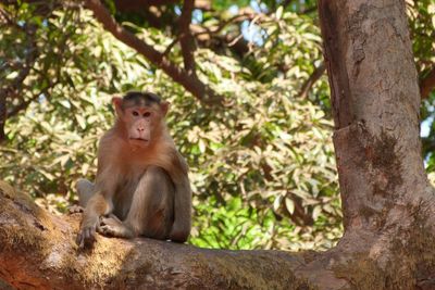 Monkey sitting on tree in forest