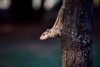 Curious squirrel