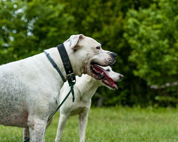 Side view of a dog on landscape