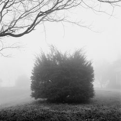 Trees on field in foggy weather