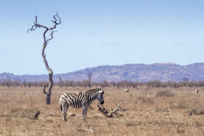 Zebra standing on landscape