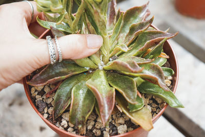 Cropped hand holding plant