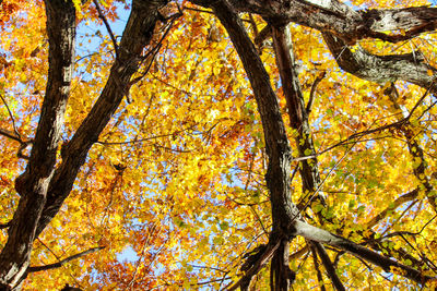 Low angle view of tree during autumn