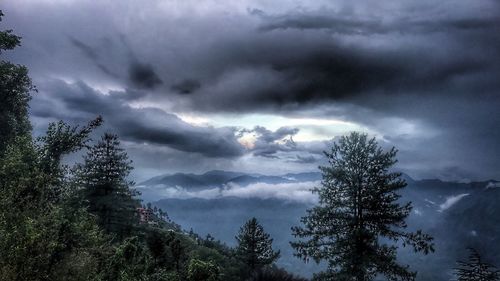 Trees in forest against cloudy sky