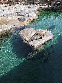 High angle view of turtle swimming in sea