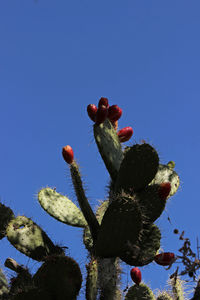 Low angle view of succulent plant against blue sky