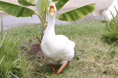 Close-up of swan on field