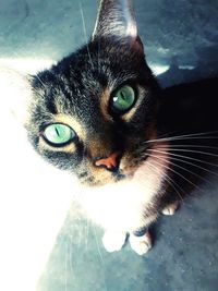 Close-up portrait of a cat