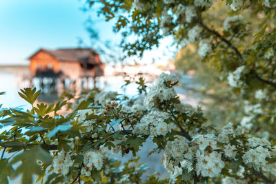 Flowering plants and trees by building against sky