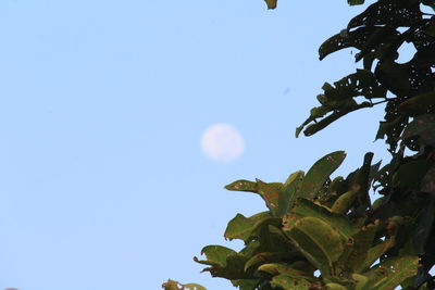 Low angle view of plant against clear blue sky