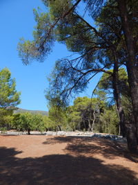 Trees on sunny day