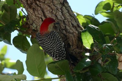 Low angle view of bird perching on tree