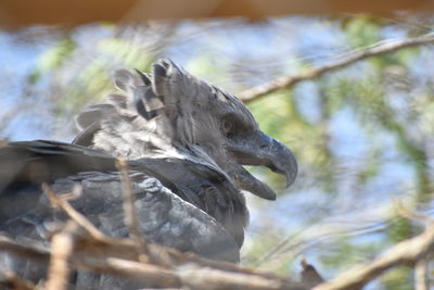 Low angle view of bird perching on tree