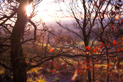 Close-up of tree during sunset