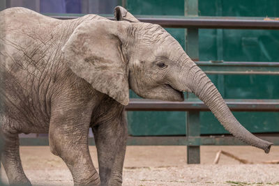 Close-up of elephant in zoo