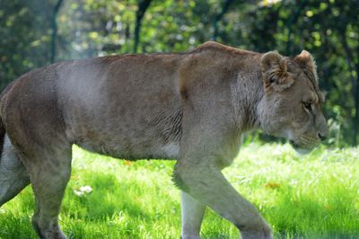 Lion on field