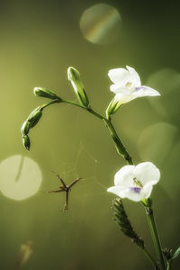 Close-up of fresh white flowering plant
