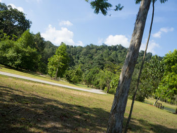 Trees on field against sky