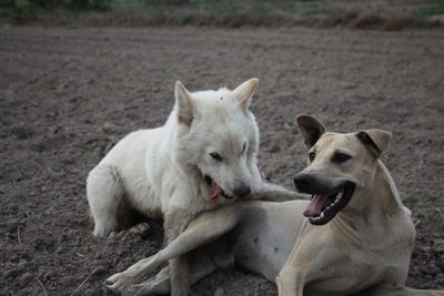 Portrait of two dogs