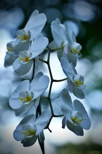 Close-up of white flowering plant in park