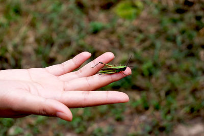 Close-up of grasshopper on hand