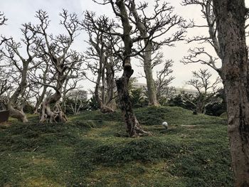 Trees in a field