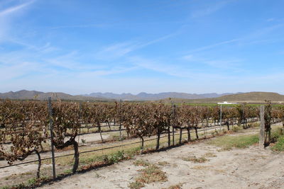 Scenic view of vineyard against sky