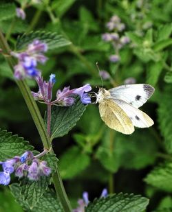 Close-up of butterfly on flower