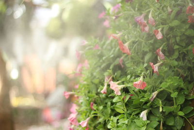 Close-up of flowering plants