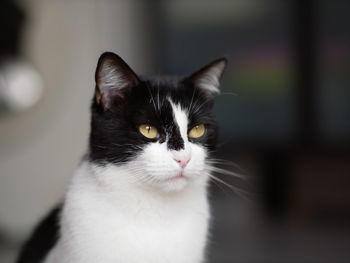 Close-up portrait of a cat