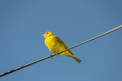 Low angle view of bird perching on pole against clear sky