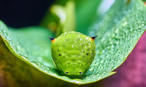 Close-up of insect on wet leaf
