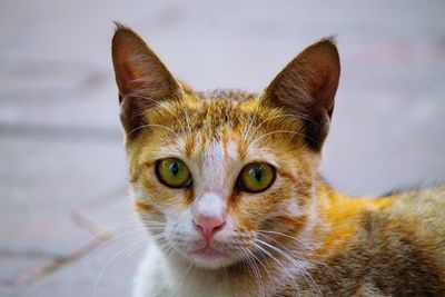Close-up portrait of ginger cat
