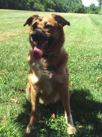 Dog sitting on field