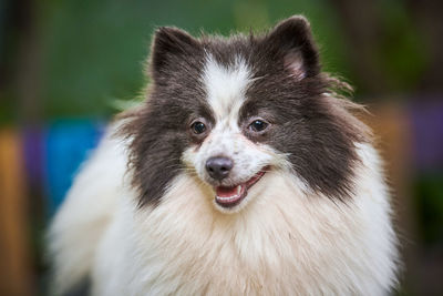 Close-up portrait of a dog