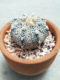 High angle view of potted plant on table