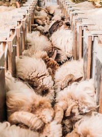 From above of sheep herd feeding in farm in daytime