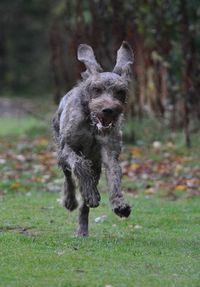 Portrait of dog running on field