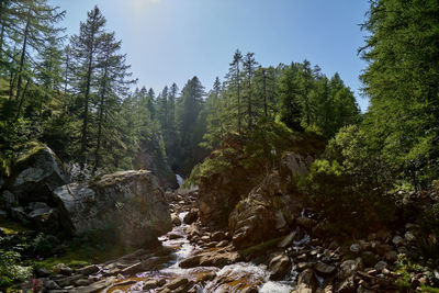 Trees growing in forest against sky