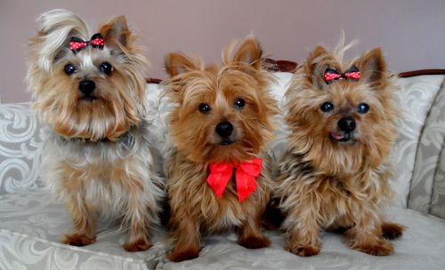 Portrait of yorkshire terrier puppies sitting on sofa