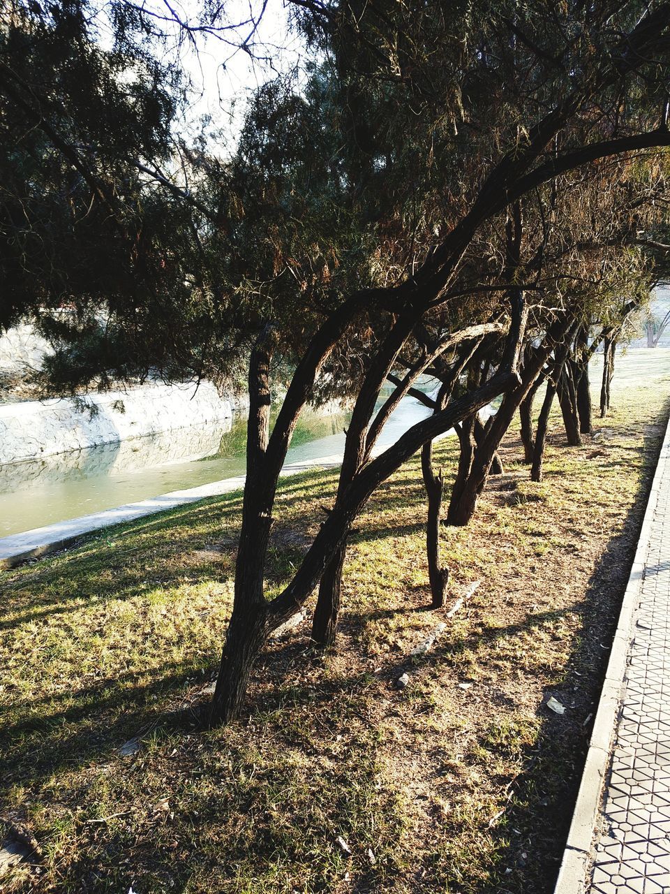 tree, nature, tranquility, day, outdoors, river, beauty in nature, water, no people, growth, scenics, tree trunk, branch, landscape, sky